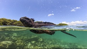 Las impresionantes especies de Galápagos: Hay un modelo de conservación de los océanos para este paraíso en riesgo Las impresionantes especies de Galápagos: Hay un modelo de conservación de los océanos para este paraíso en riesgo