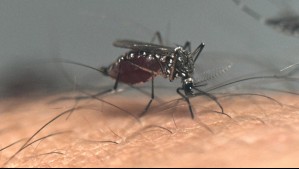 Fenómeno El Niño y cambio climático favorecen récord de casos de dengue en América Latina: OPS Fenómeno El Niño y cambio climático favorecen récord de casos de dengue en América Latina: OPS