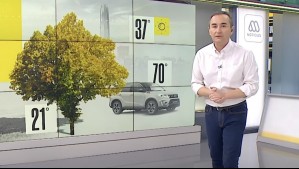 ¿Cuáles son los beneficios del arbolado urbano?