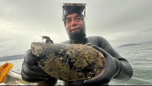 'Pensaba que era un caparazón': Habla el pescador que encontró a choro gigante en Los Ríos