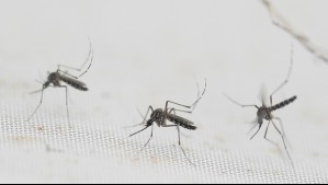 ¿Qué es y cómo se contagia el dengue? Los peligros ante la picadura del temido zancudo 'Aedes Aegypti'