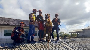 Así rescataron a Caramelo: el caballo atrapado en un tejado en las inundaciones en Brasil