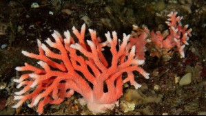 Las maravillosas imágenes del hidrocoral rojo más austral del mundo descubierto en el estrecho de Magallanes