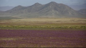 Desierto florido en Chile: En estos dos sectores podría ocurrir entre septiembre y octubre