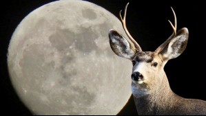 Este mes tendremos la Luna de Ciervo y dos lluvias de estrellas: Calendario astronómico de julio