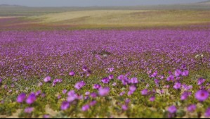 Floración inusual en Atacama por lluvias de otoño: Alejandro Sepúlveda explica si se trata del Desierto Florido