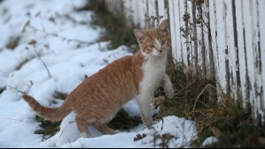 ¿Dónde nevará este 11 de julio?