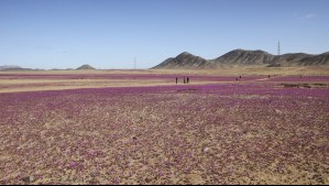 Las hermosas imágenes del manto de flores que cubre el desierto de Atacama: Hace 9 años no se producía Las hermosas imágenes del manto de flores que cubre el desierto de Atacama: Hace 9 años no se producía