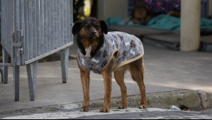 Estas regiones se mantendrán con heladas en los próximos días: Hasta -4°C descenderá la temperatura en estos sectores