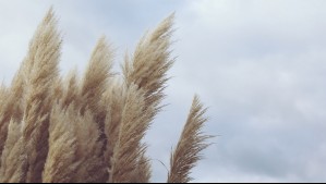 Todos estos sectores de Biobío recibirán intensos vientos durante 24 horas