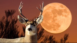 La Luna de Ciervo llegará este domingo 21 de julio: ¿Cuáles son las siguientes lunas llenas del 2024?