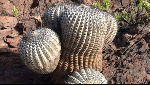 Incluyen a esta planta de Chile en la lista mundial de especies en peligro de extinción: Estas serían las causas