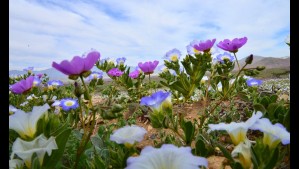 ¿Habrá Desierto Florido en primavera? La Niña amenaza la floración de invierno en el desierto de Atacama