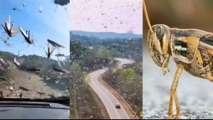 Las imágenes de la sorprendente 'nube de langostas' que invadió los cielos y causó pánico en esta ciudad