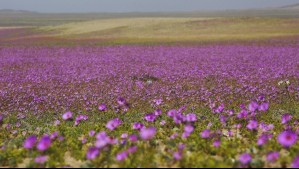 Esto provocó la floración invernal en el desierto de Atacama: ¿Habrá Desierto Florido este año?