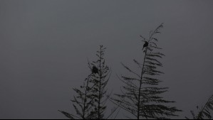 Sábado con niebla matinal en el sur del país: Conozca el pronóstico del tiempo por ciudad