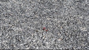 Catástrofe medioambiental: Toneladas de peces muertos invanden las costas de una ciudad griega Catástrofe medioambiental: Toneladas de peces muertos invanden las costas de una ciudad griega