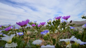 ¿Habrá Desierto Florido este 2024? Este es el pronóstico de una reconocida científica