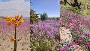 ¿Ya llegó el Desierto Florido? Estas son las imágenes que se viralizaron en redes sociales