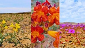 ¿Cómo disfrutar del Desierto Florido? Conaf lanza advertencia por destrucción de la floración
