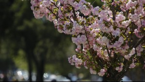 Así estarán las temperaturas y precipitaciones en primavera: Este es el pronóstico de la Dirección Meteorológica