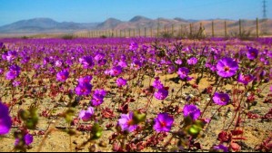 Sólo hay un 3,4% de Desierto Florido: Estas son las zonas donde se ha producido la floración