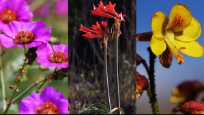 El Desierto Florido llega a los cerros de Coquimbo y Atacama: Estas son las floraciones que deslumbran a sus visitantes