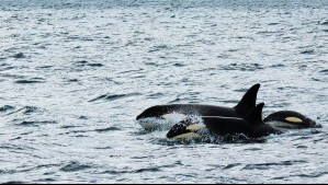 Documentadas por primera vez en la historia: Así es como las orcas cazan a delfines en la Corriente de Humboldt