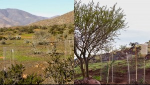 Los innovadores métodos de siembra en Coquimbo para resistir a la sequía: 25% de los suelos están en producción