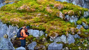 ¿La Antártica se está volviendo verde? Así se ve el acelerado aumento de vegetación en el continente helado
