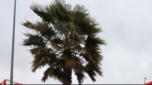 Hasta 50 km/h: Viento moderado afectará a estas localidades de Biobío durante dos días