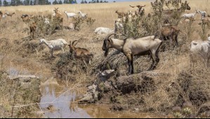 'Disminución de la precipitación y un incremento de la temperatura': Así es el impacto del cambio climático en Coquimbo