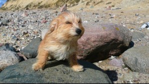 Ocho comunas de  la región de Coquimbo bajo alerta por viento: Esto dice Senapred