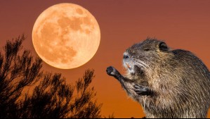 La última superluna del año: ¿Qué día será visible en Chile la Luna del Castor?