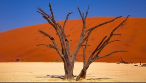 Alerta roja por las consecuencias del cambio climático: El 2024 está por convertirse en el año más cálido de la historia