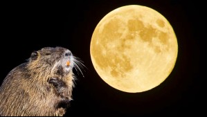 Ya viene la Superluna de noviembre 2024: Esto es lo que debes saber sobre la Luna del Castor