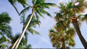 ¿Cuándo comienza el verano en Chile? Esta es la hora exacta en la que se producirá el cambio de estación