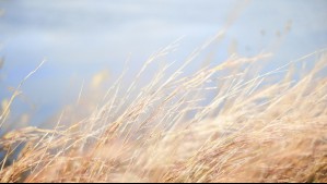 El viento dominará las tardes en Biobío este fin de semana: Pronóstico de sábado y domingo