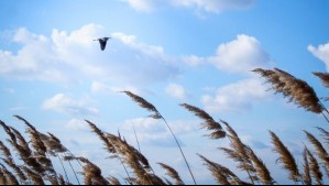 Solo esta localidad de Atacama verá el sol durante todo el sábado y domingo: Pronostican viento de 40 km/h