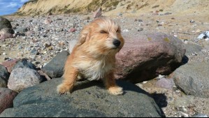 Hasta 80 km/h: Así de potentes serán los vientos en esta región este sábado según Meteorología