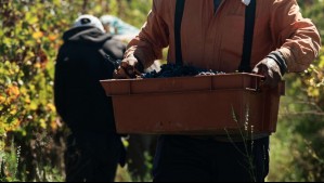 Así funciona el gas en polvo para preservar frutas de exportación