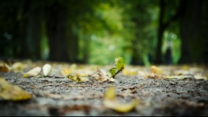 Día mundial del suelo: ¿Cómo cuidar de este importante recurso natural? Día mundial del suelo: ¿Cómo cuidar de este importante recurso natural?