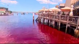 Aguas se tiñen de rojo en Sydney: Esta es la causa del extraño fenómeno