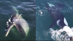 Espectacular video de ballenas en las costas de Chile: A esta región llegan 'ballenas fin, jorobadas y orcas'