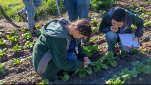 Así funciona la biofábrica que produce insectos capaces de controlar plagas Así funciona la biofábrica que produce insectos capaces de controlar plagas