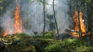 Incendios forestales: Piden invertir en prevención el triple de lo que se gasta en combatir siniestros Incendios forestales: Piden invertir en prevención el triple de lo que se gasta en combatir siniestros