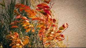 Rachas de hasta 50 km/h en el litoral central por jet costero: Nuevo aviso meteorológico por viento