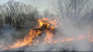 Jardín Botánico de Viña del Mar: ¿En qué va su rehabilitación luego de ser arrasado por un incendio forestal? Jardín Botánico de Viña del Mar: ¿En qué va su rehabilitación luego de ser arrasado por un incendio forestal?