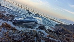 'Estaba con vida, pero en estado terminal': Fallece ballena varada en una playa en Iquique