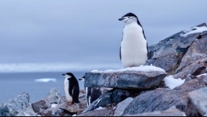 Estas dos potencias mundiales estarían amenazando la conservación de especies en la Antártica: Informe
